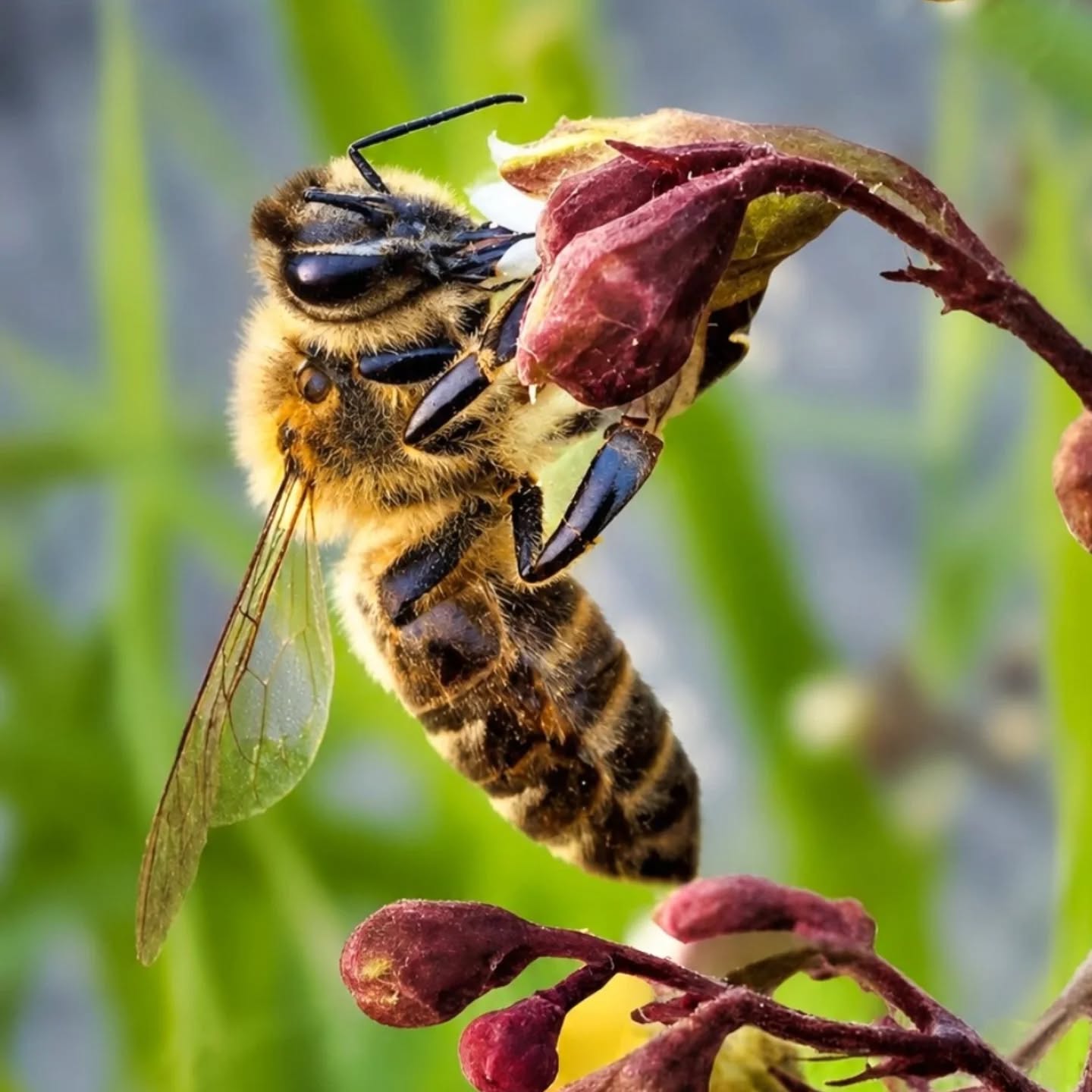 Honey bee macro