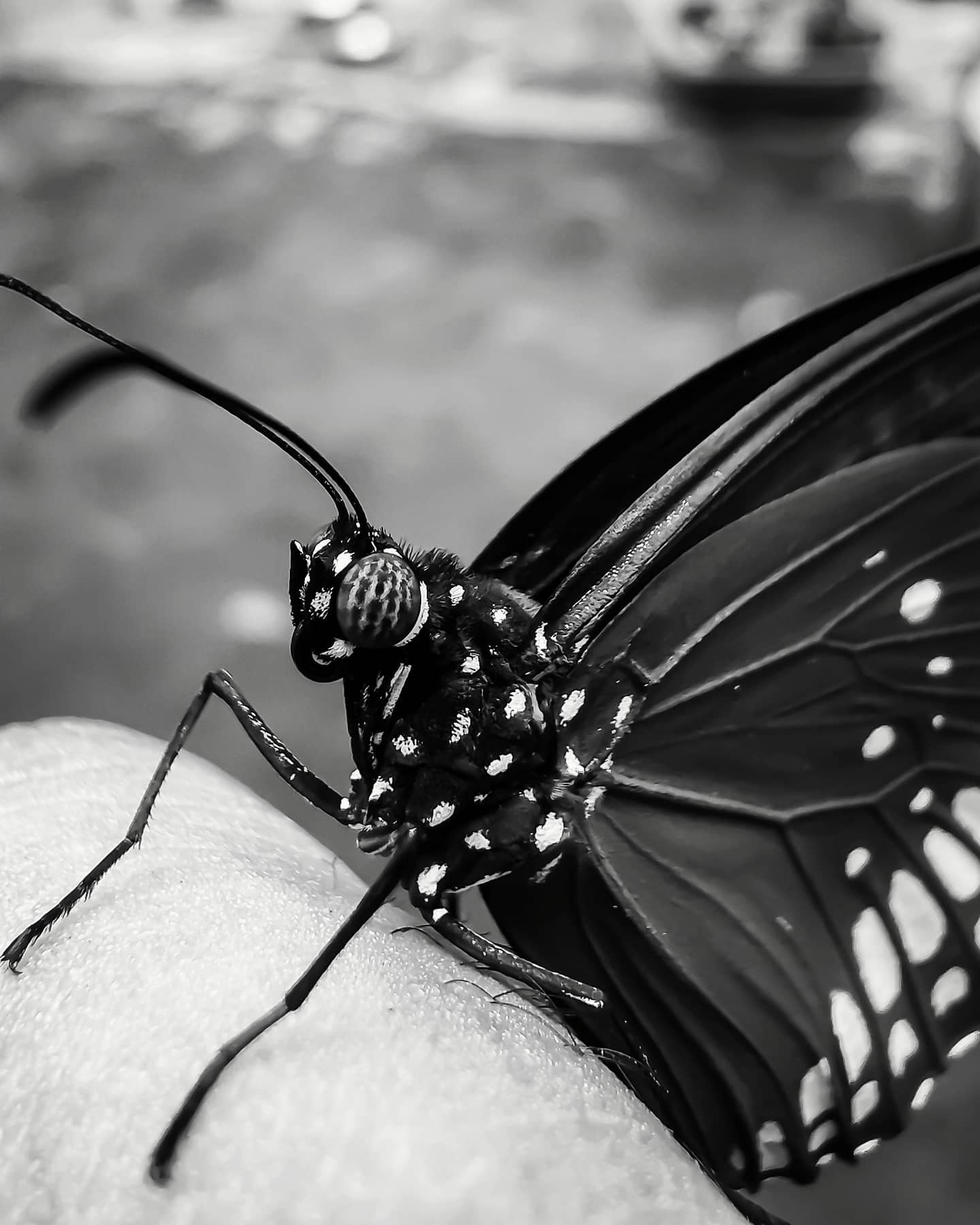 Butterfly in monochrome