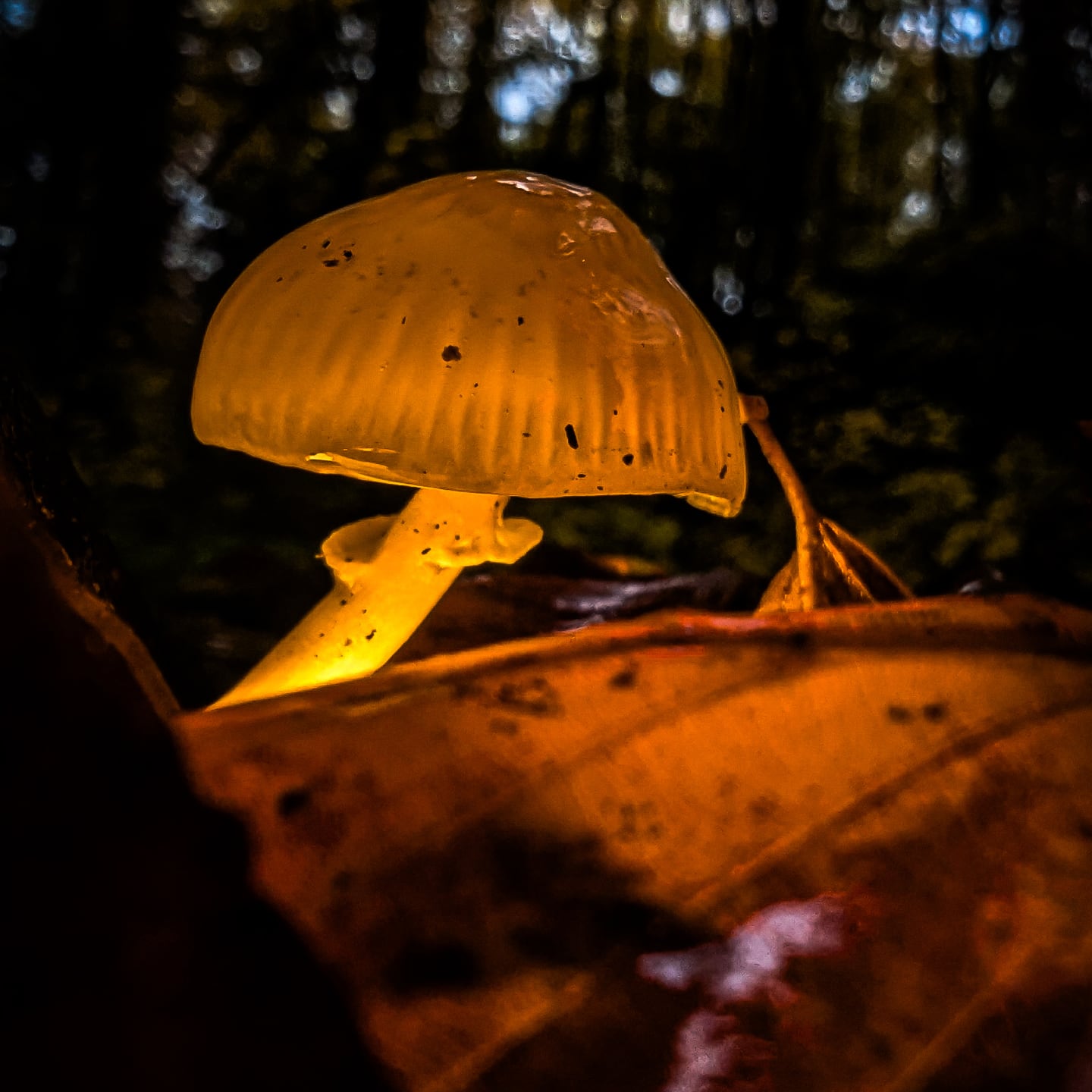 Glowing mushroom in the forest