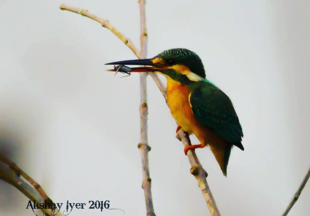 Common kingfisher with catch