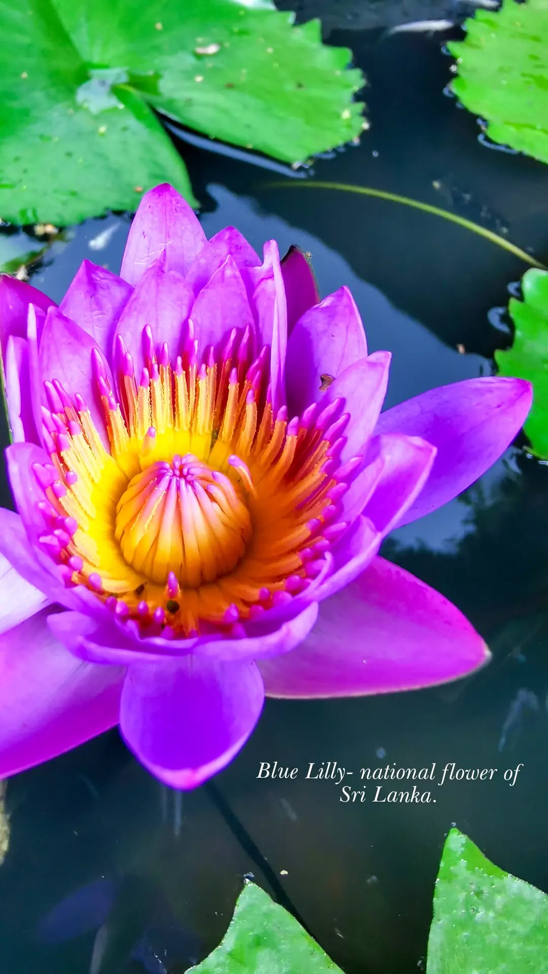Water lily in bloom