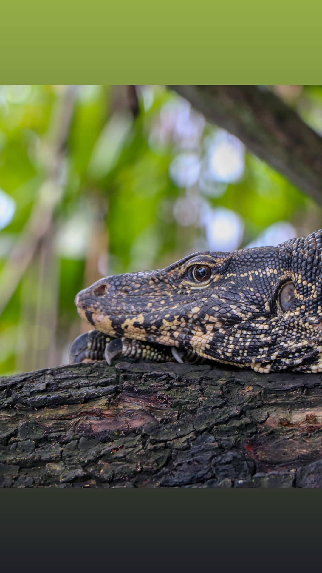 Monitor lizard portrait