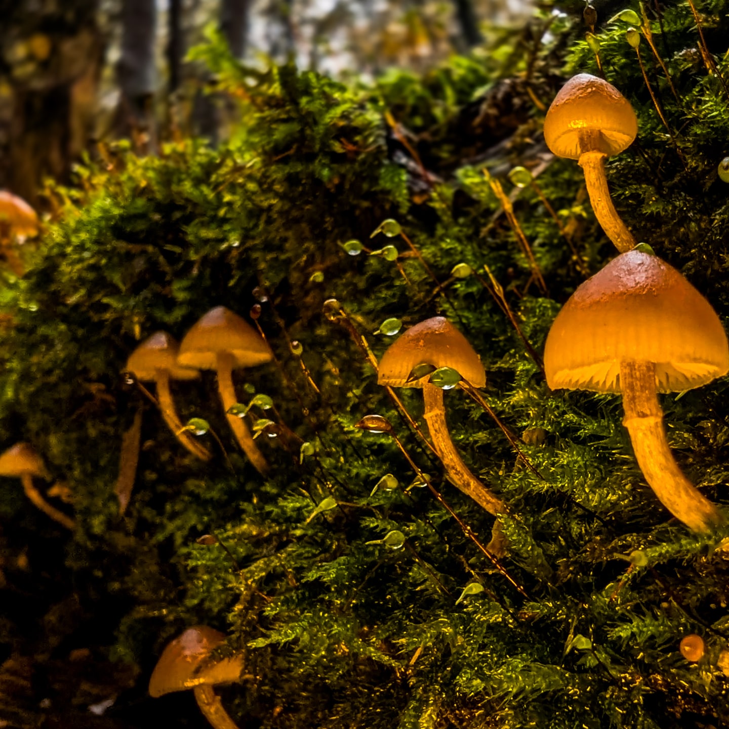 Forest floor micro-ecosystem