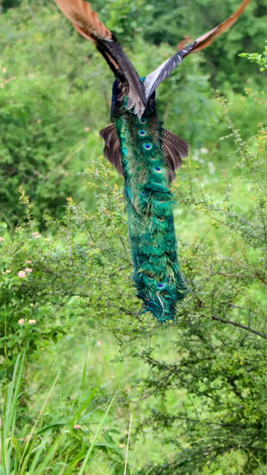 Peacock in flight