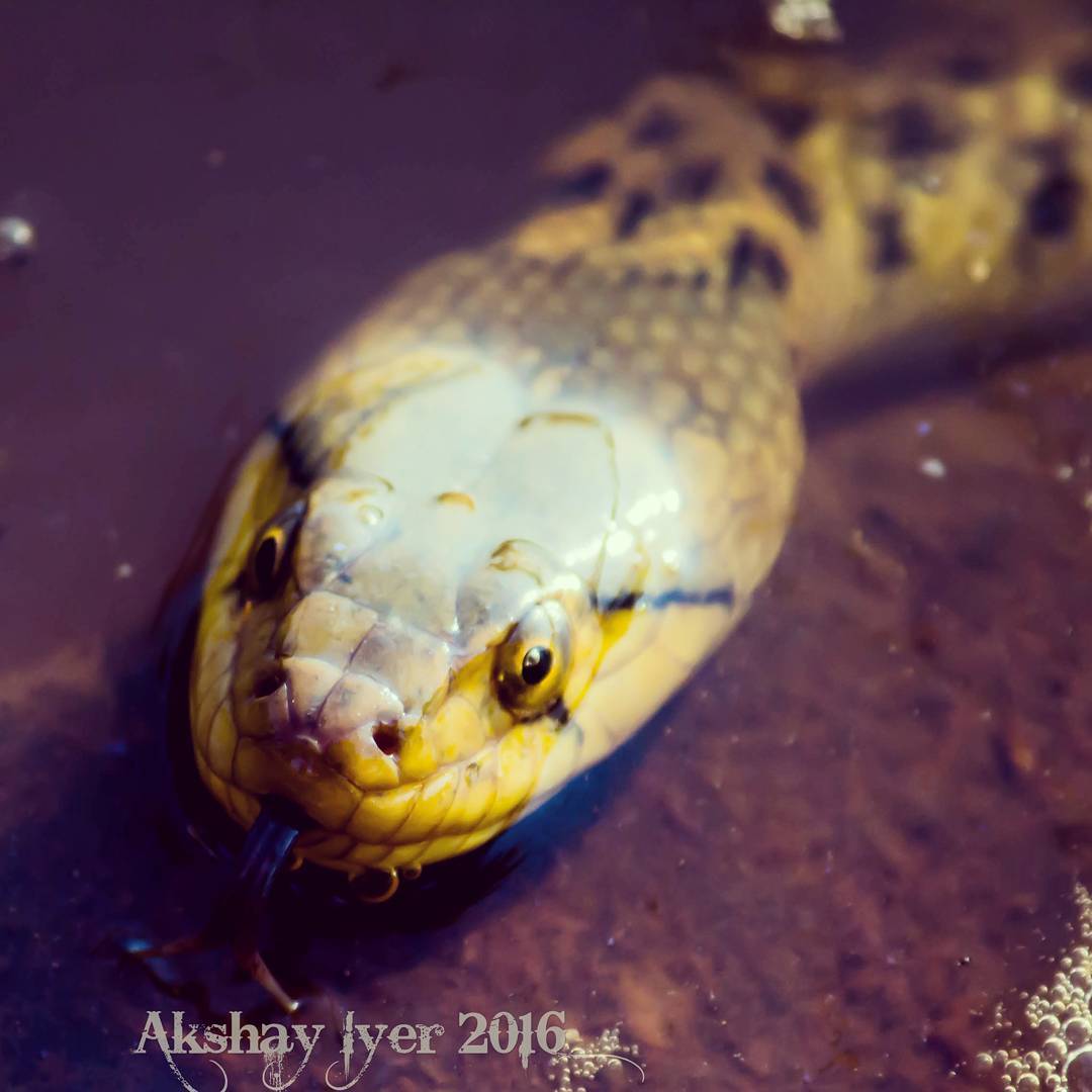 Checkered keelback