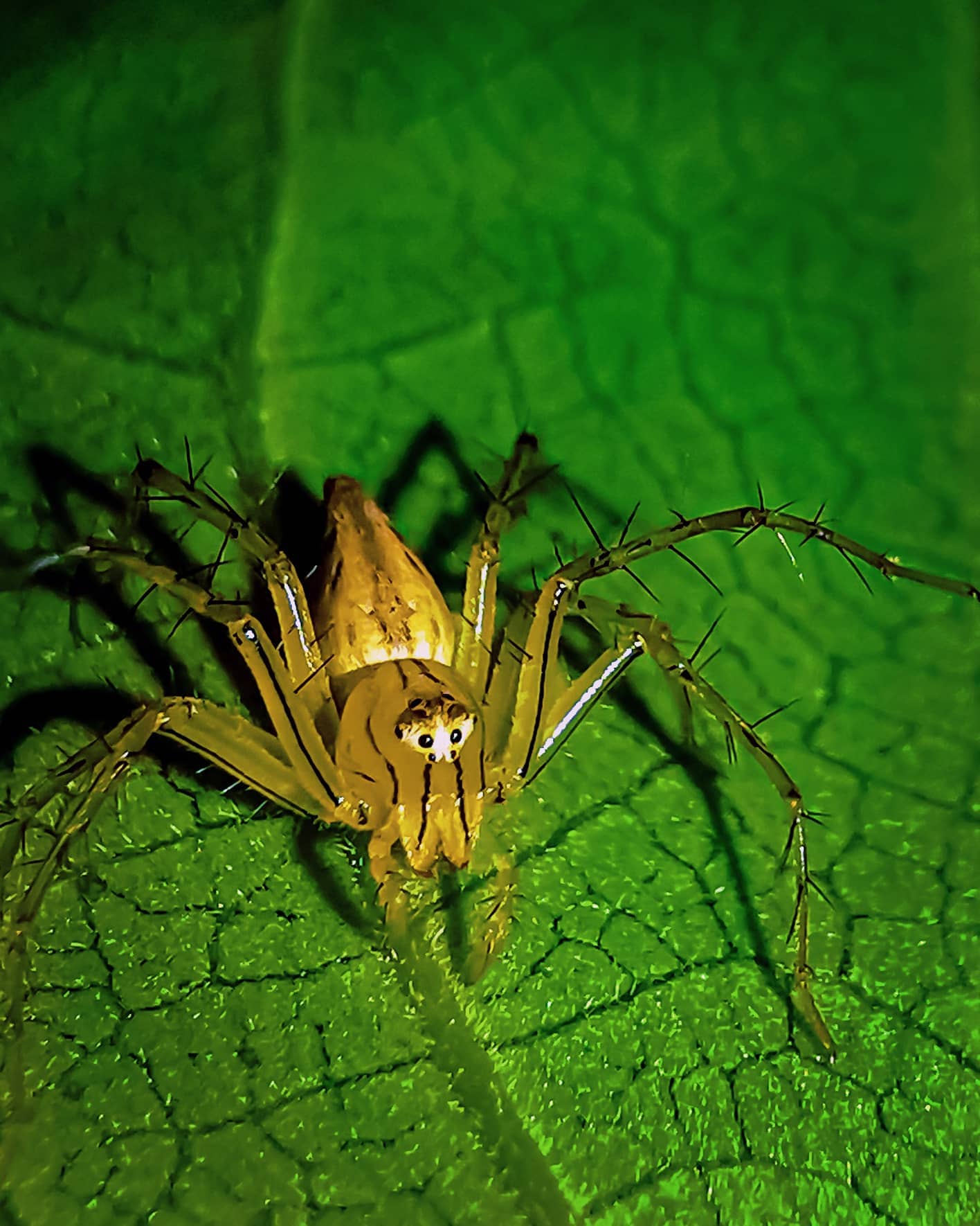 Striped lynx spider