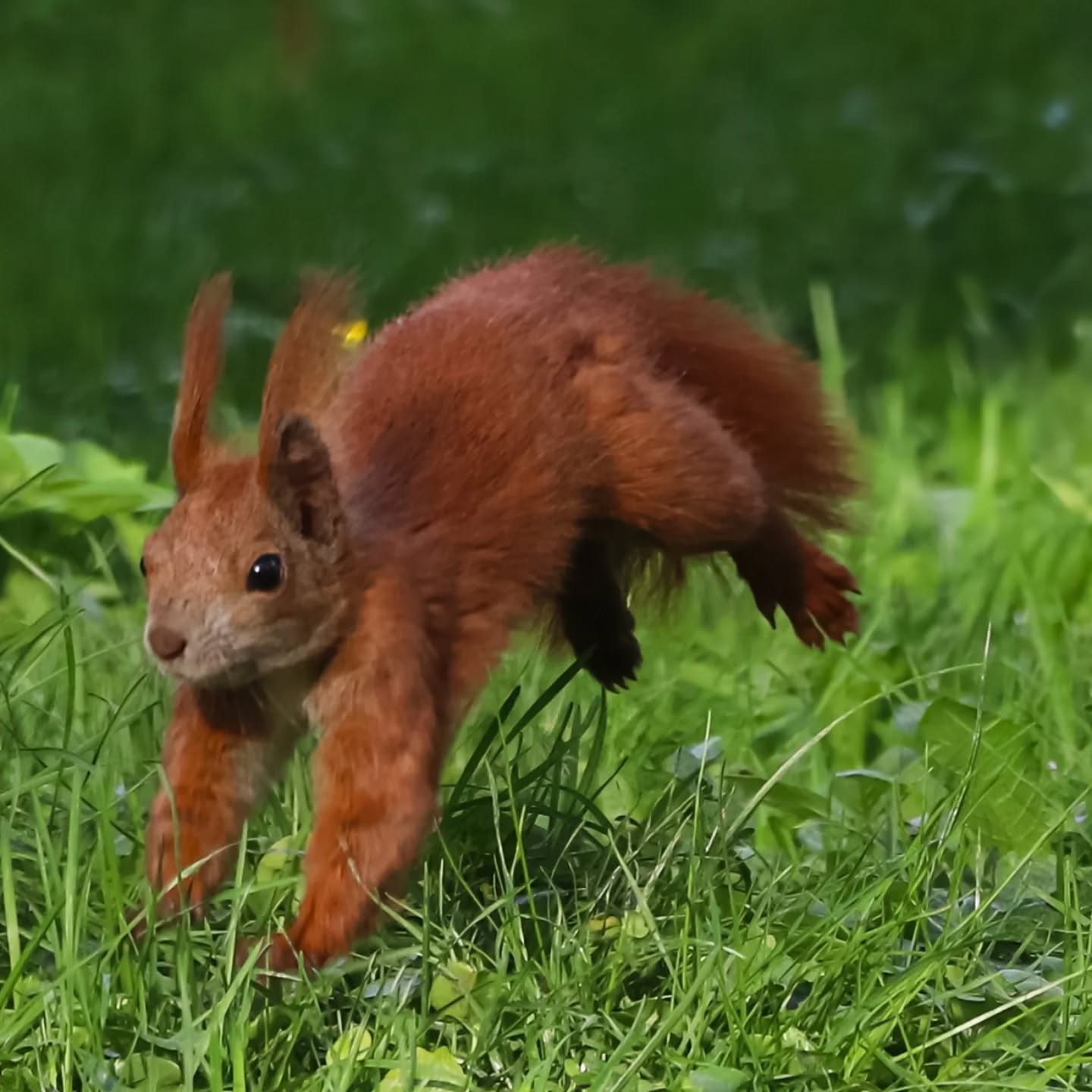 Red squirrel, Park Jordana